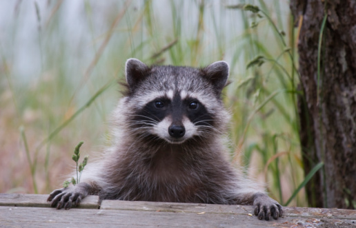 raccoon perched on porch