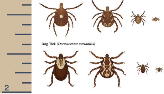 Lifecycles of ticks ad